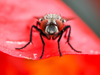 Macro Photography of Head of House Fly on Green Leaf