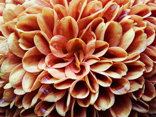Single flower of dahlia
