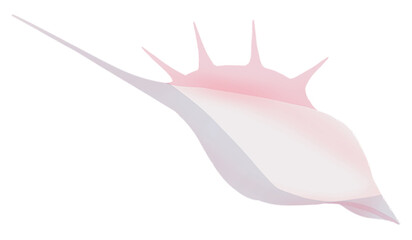 Murex pecten is white