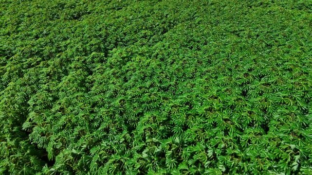 Aerial View Captures a Vibrant Cassava Plantation