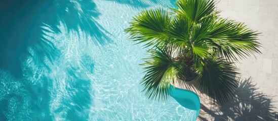 Obraz premium Lush palm tree casting shade by serene pool inviting outdoor relaxation and tranquility in a summer oasis setting