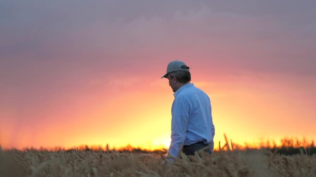 agriculture, wheat field, golden wheat farm field sunset, farmer working wheat field sunset, love land, farmer knows secrets growing crops, not afraid difficulties, farmer ready devote life such