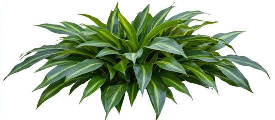 Fototapeta premium Lush tropical plant with long pointed green leaves featuring vibrant textures perfect for enhancing interior decor and nature-inspired designs
