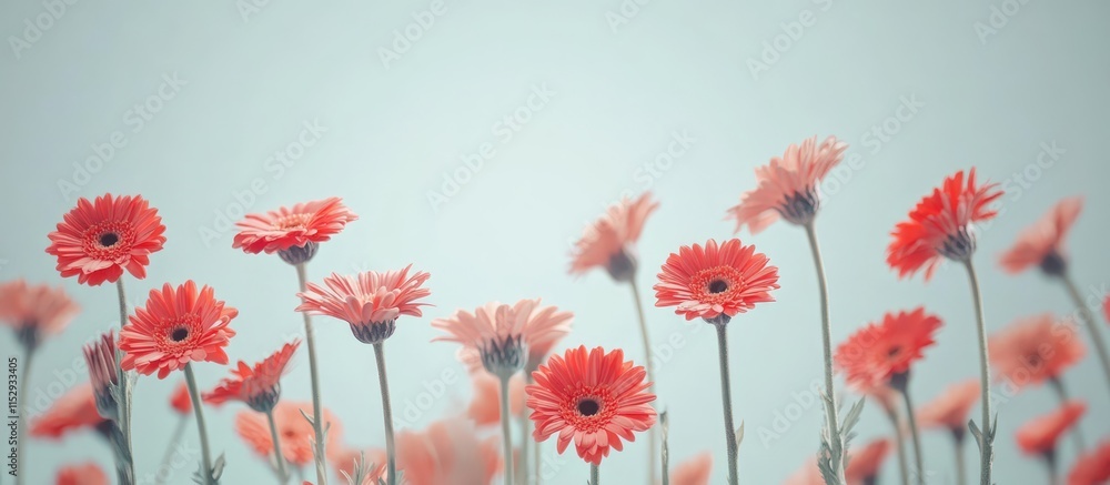 Poster vibrant gerbera flowers creating a beautiful floral background with ample empty space for customizab