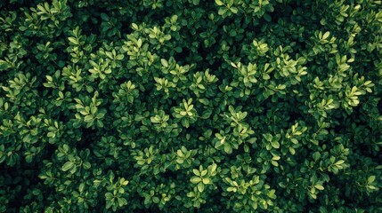 Fototapeta premium Aerial view of lush green foliage in a botanical park creating a serene and natural maze-like landscape for relaxation and exploration