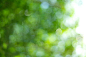 Fototapeta premium Abstract green bokeh background