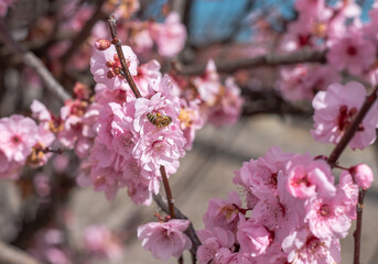 Close-up of blooming cherry tree flowers with delicate pink petals under a bright blue sky