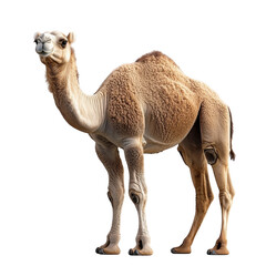 camel isolated on white
