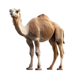 Fototapete camel isolated on white © Grace