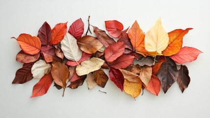 Fototapeta premium Colorful autumn leaves in various shades arranged artistically showcasing nature's transition from vibrant to dry foliage.