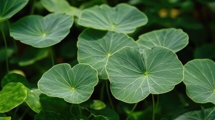 Lush green leaves create a vibrant texture in a serene garden setting showcasing nature's beauty and tranquility in a natural landscape.