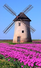 A picturesque windmill stands majestically amidst a vibrant field of pink tulips under a clear blue sky.