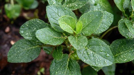 Fresh green leaves of Spreading pellitory with dew drops in a lush garden setting during autumn season.