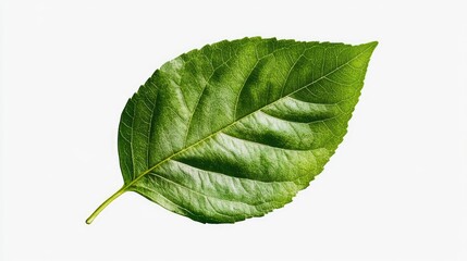 Obraz premium Detailed close-up of a green leaf showcasing its intricate texture and vibrant color ideal for nature-themed projects and designs