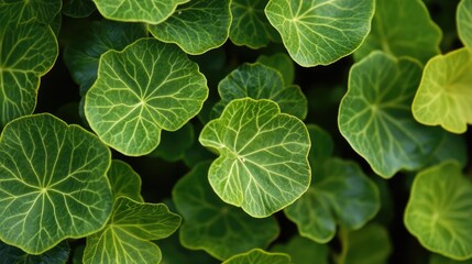 Green leaf texture with intricate patterns showcasing the natural beauty of plant foliage in a vibrant ecosystem.