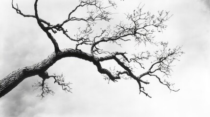Fototapeta premium Silhouetted leafless tree branches against a dramatic sky in monochrome showcasing the beauty of nature's stark contrasts