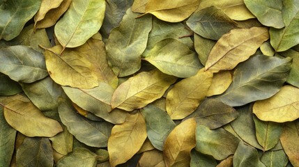 Obraz premium Diverse assortment of dried leaves creating a rich natural texture background perfect for design and organic themes.