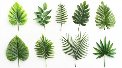 Diverse assortment of palm and tropical leaves arranged on a clean white background showcasing natural textures and vibrant green colors