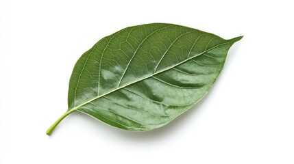 Obraz premium Fresh Green Leaf with Textured Surface Isolated on White Background Natural Botanical Element for Design and Decoration