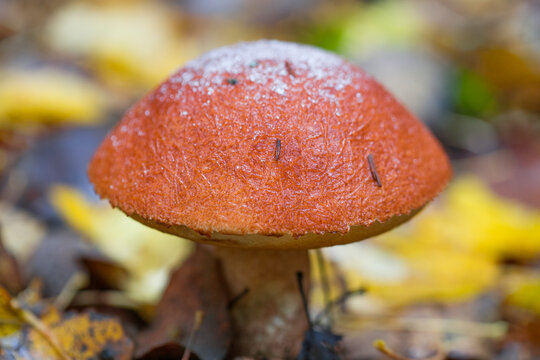 Edible boletus mushroom with a crust of ice on the cap.
