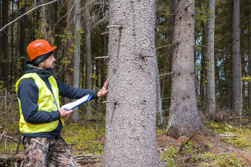 Forest engineer in work clothes works in the forest.