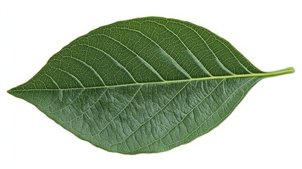 Obraz premium Vibrant Green Leaf Isolated on White Background Representing Nature and Freshness