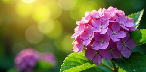 Fototapeta premium Hydrangea blooms in bright sunlight with dew drops, leafy greens,