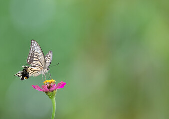 花の蜜を吸うアゲハチョウ