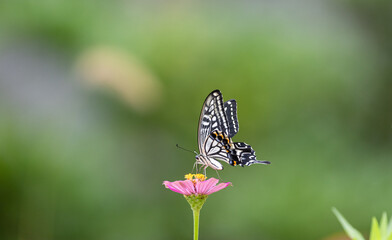 花の蜜を吸うアゲハチョウ