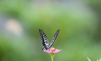 花の蜜を吸うアゲハチョウ