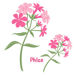 Phlox Head