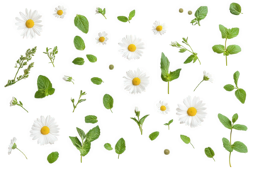 Daisies and Mint Leaves Scattered on Black Background, on transparent background