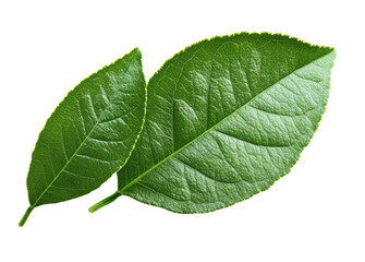 green leaves on white background, close-up detail