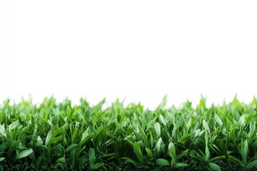 Fototapeta premium Green artificial grass carpet isolated on white 