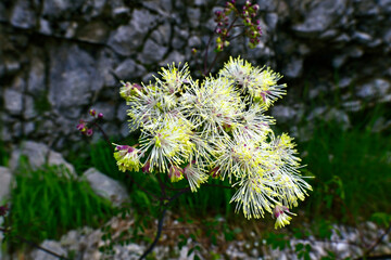Gelbe Wiesenraute // common meadow-rue  (Thalictrum flavum) - Montenegro