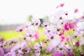 Fototapeta premium Cosmos flowers in full bloom