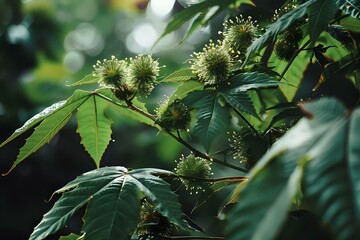 Lush Green Leaves and Unique Spiky Flowers Bloom in the Sunlight: A Botanical Exploration of Tropical Flora, Unveiling Nature's Artistic Wonders with Detailed Close-Up Shots of Exotic Plant Life.