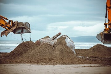excavator in action clearing an unfortunate Sperm Whale death on New Brighton Beach Christchurch New Zealand.