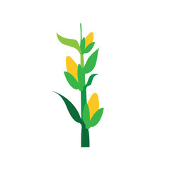 Lush Corn Plant Stalks in Agricultural Field Vector