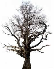 Fototapeta premium Lifeless Roots: A Haunting Presence
