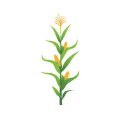 Lush Corn Plant Stalks in Agricultural Field Vector