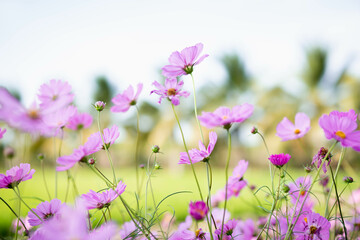 Cosmos flowers in full bloom