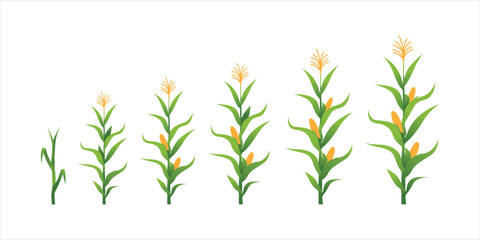 Vector Illustration of Corn Plant on Field
