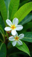 Fototapeta premium White frangipani blossoms in the background of a tree's foliage, tropical, frangipani, plumeria