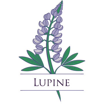 Lupine Head