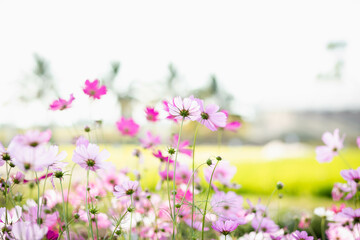 Cosmos flowers in full bloom