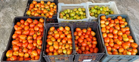  boxes of tomatoes stacked for sale