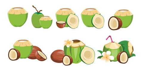 Tropical Coconut Vector Illustration for Design Use