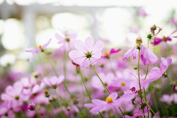 Obraz premium Cosmos flowers in full bloom