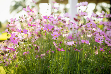 Fototapeta premium Cosmos flowers in full bloom
